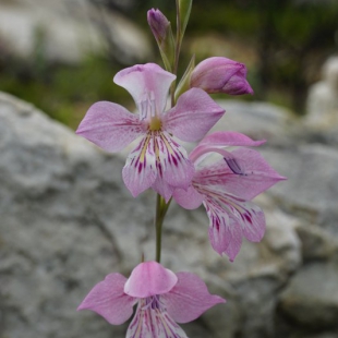 Gladiolus brevifolia